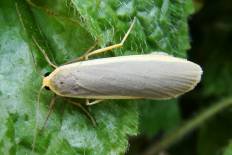 Lomographa orientalis - Grauleib Flechtenbärchen (Laubholz-Flechtenbär)